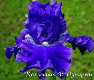 all about blue